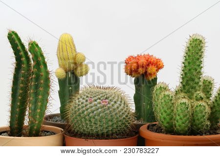 Various Types Of Cactus Isolated On White Background.