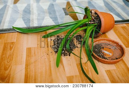 The Inverted Flower Pots On The Floor. Nature