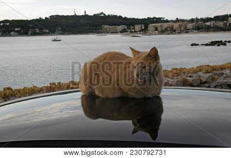 The Red Cat Rests On The Roof Of The Car On The Beach. Selective Focus