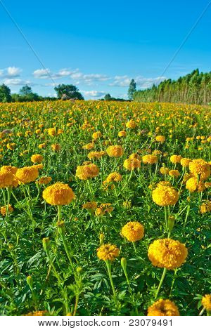 Calendula fiori campo con sfondo blu cielo