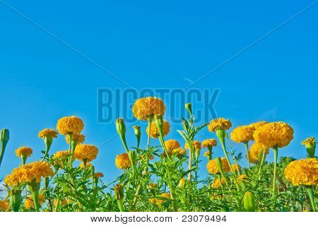 Calendula fiore con sfondo blu cielo