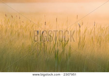 Sunrise Seney Marsh