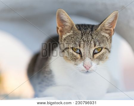 Close-up of cat on Santorini island, Greece, Europe.