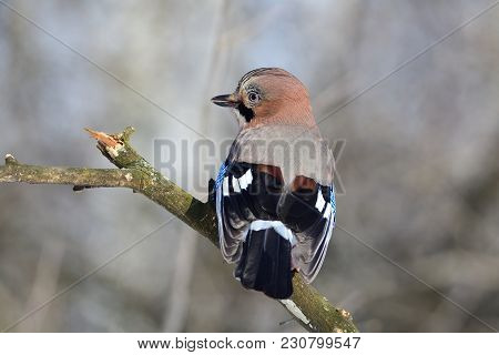 Eurasian Jay (garrulus Glandarius) Sitting Half-turned (looks Around In Search Of Danger).