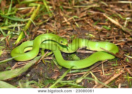 Düz yeşil yılan (Opheodrys vernalis)