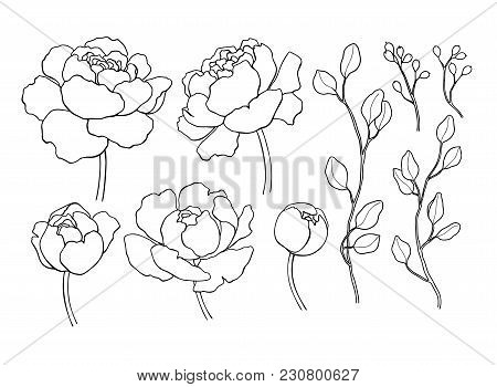 Peony Flower And Leaves Line Drawing. Vector Hand Drawn Outline Floral Set. Simple Botanical Peonies