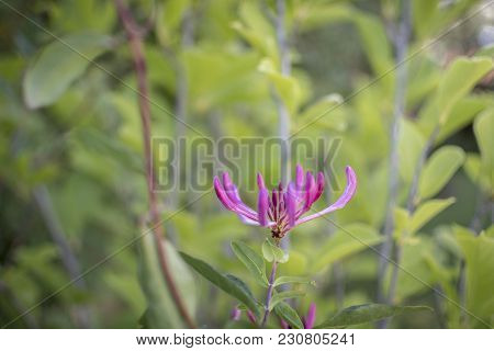 Single Lonicera Purple Flower Against Blurry Background