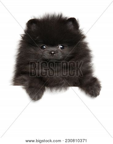 Zwerg Spitz Puppy Above Banner