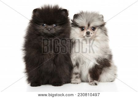 Tiny Zwerg Spitz Puppies On White Background