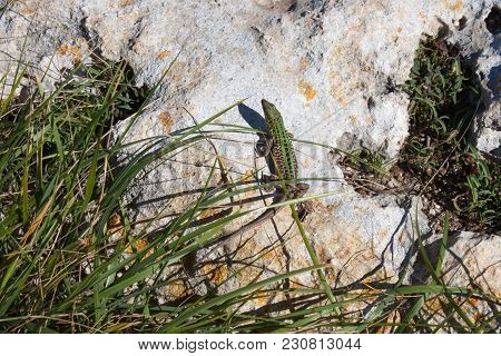 The Green Lizard  With Long Tail Enjoys The Sun. Creepy In The Wild Nature. Wild Life Next To Man