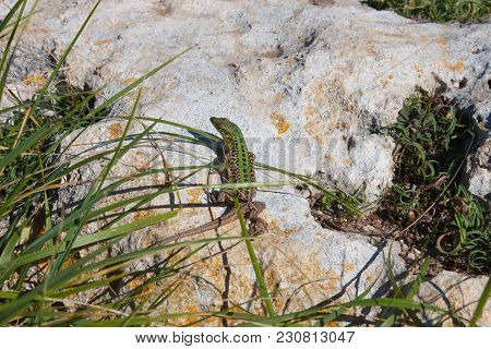 The Green Lizard  With Long Tail Enjoys The Sun. Creepy In The Wild Nature. Wild Life Next To Man