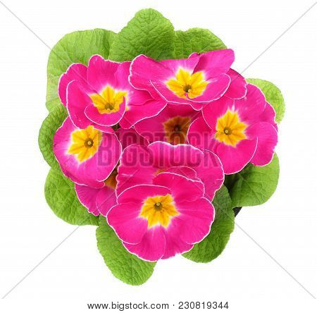 Pink Primula Polyanthus Isolated On White. Top View. Spring Primroses Flowers.
