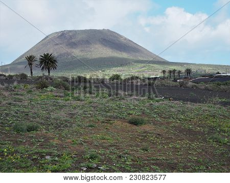Los Helechos Volcano And Palm Trees Near Maguez, Lanzarote