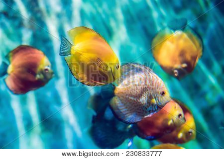 Tropical Fish With Corals And Algae In Blue Water. Beautiful Background Of The Underwater World.