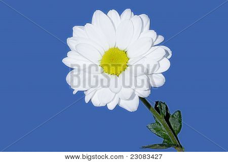 bonito crisântemo branco