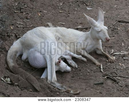 Albino kænguru