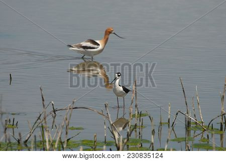 A Black-necked Stilt With An American Avocet In The Background, Hunting In Shallow Wetlands.