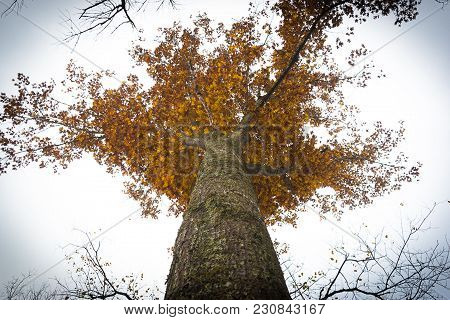 An Ohio Hardwood, Sporting The Colors Of Fall.