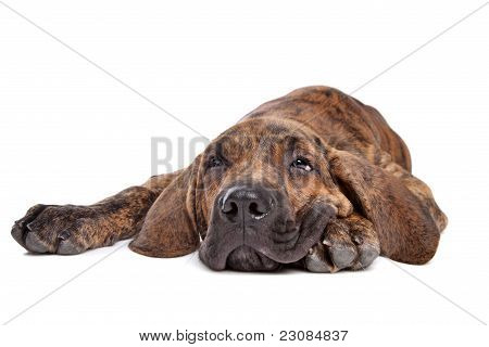 บราซิล Mastiff หรือ Fila Brasileiro