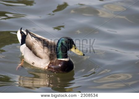 Curiuos anka