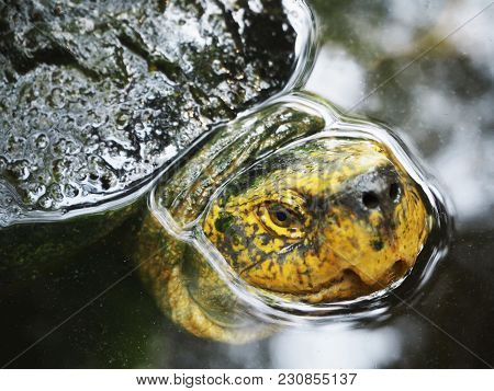 Closeup Photo Of Turtle In A Pond