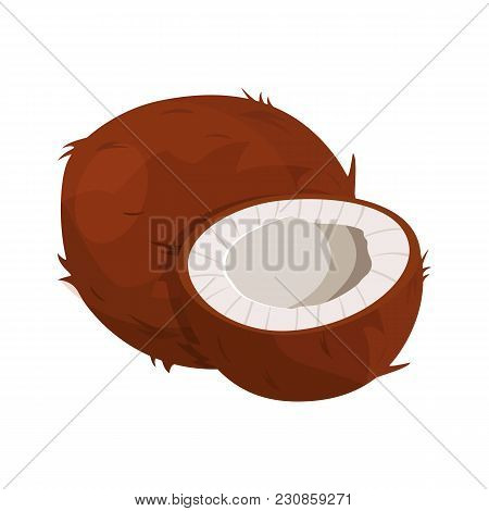 Ripe Coconuts And Half Coconut On White. Coconut Drupe With Half Section. Vector Illustration In Fla