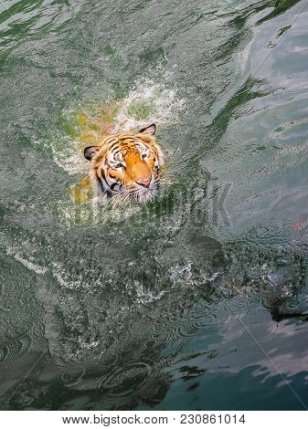 Head Of Sumartran Tiger While Swimming In River.