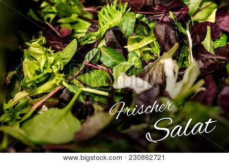 German Text Frischer Salat Means Fresh Salad With Mixed Greens Lettuce Arugula, Mesclun Mache Close 