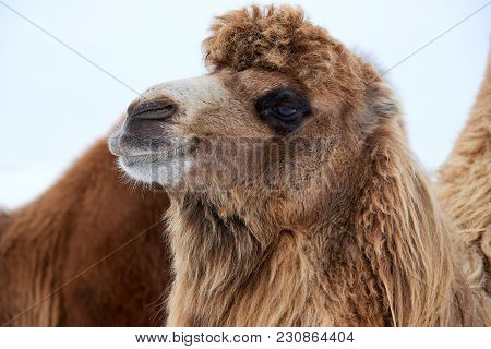 Bactrian Camels (camelus Bactrianus) In Winter.
The Bactrian Camel Is A Large, Even-toed Ungulate Na