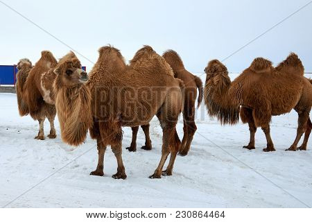 Bactrian Camels (camelus Bactrianus) In Winter.
The Bactrian Camel Is A Large, Even-toed Ungulate Na