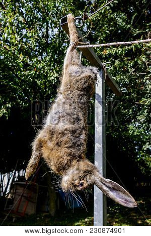The Slaughter Of The Animal Hare Animal Slaughter The Death Of The Hare Rabbit