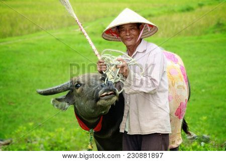 A Local Vietnamese Farmer Standing In Rice Fields, Smiling And Showing Off Is Prized Cow To Tourists