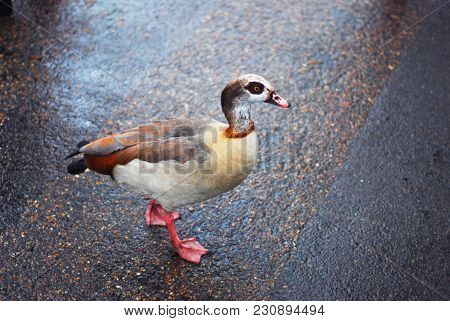 Wild Egiptean Goose In Park, Walking, London, Valentine S Park