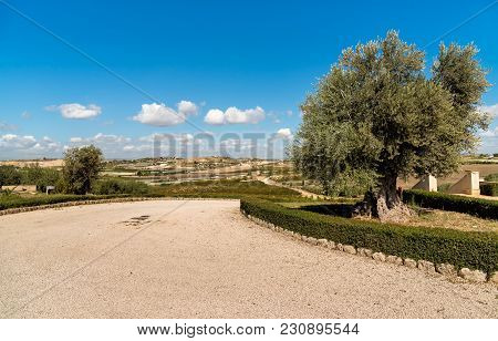 Ancient Olive Tree With Sicilian Countryside Landscape In Background.