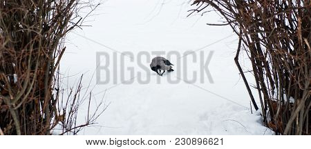 A Gray Crow Walks Through The Snow To A Branch