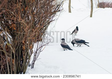 A Gray Crow Walks Through The Snow To A Branch