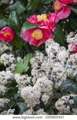 The Red Camellia Sasanqua And Sorbaria Sorbifolia