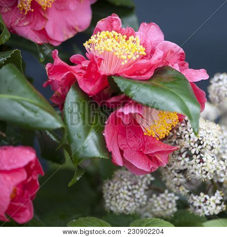 The Red Camellia Sasanqua And Sorbaria Sorbifolia