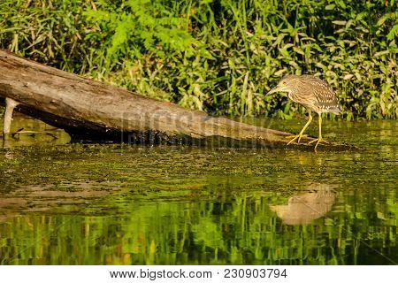 Photo Of Eurasian Bittern Great Bittern Wild Bird