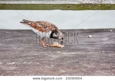 ザンデル リングの鳥を食べるエビ