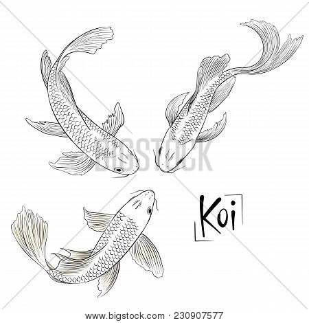 Hand Drawn Outline Vector Trio Of Koi Fish Isolated