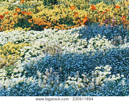Beautiful Colorful Flower Bed At Island Mainau, Germany.