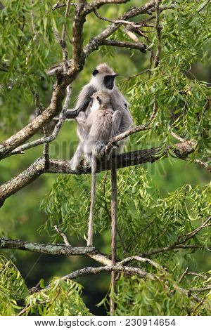 Mother And Baby Gray Langur Semnopithecus Priam On The Tree In Sri Lanka