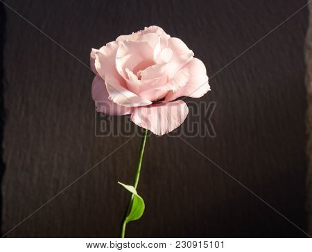 Beautiful  Single Eustoma Flower ( Rose ) On Dark Background