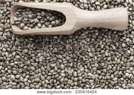Hemp Seeds Are Scattered As A Background And Poured Into A Wooden Spoon For Seeds