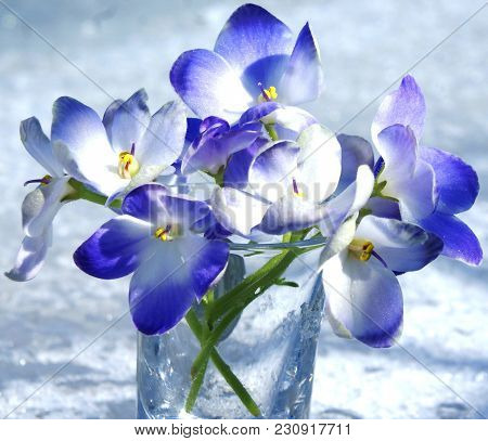 A Harmonious Combination Of The Purity Of White Snow And The Gentle Blueness Of The Flower.