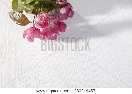 Flowers Of An Apple-tree Of Nedzvetsky Malus Niedzwetzkyana Dieck Isolated On White