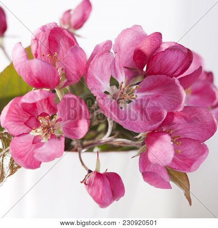 The Flowers Of An Apple-tree Of Nedzvetsky Malus Niedzwetzkyana Dieck In The Cap