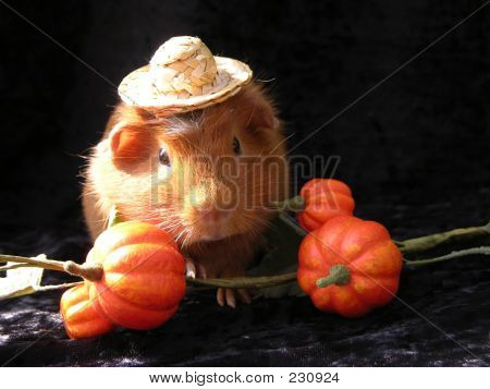 Halloween morče