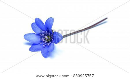 Hepatica Nobilis Flower, Known As Liverleaf Isolated On White